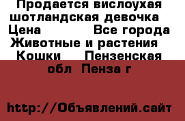 Продается вислоухая шотландская девочка › Цена ­ 8 500 - Все города Животные и растения » Кошки   . Пензенская обл.,Пенза г.